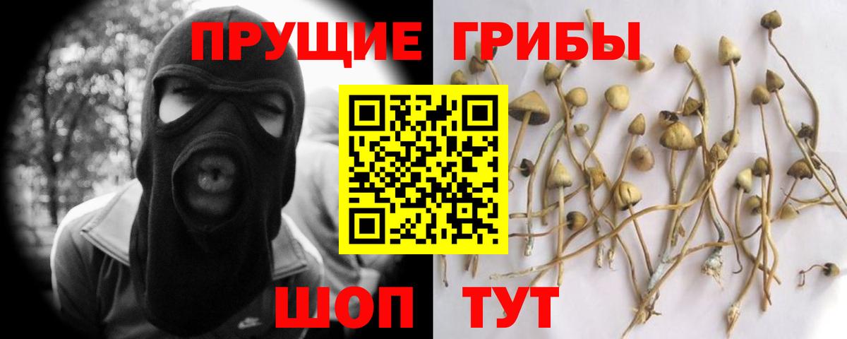 Псилоцибиновые грибы GOLDEN TEACHER  Псилоцибиновые грибы прущие грибы  Ахтубинск  что такое   Вход с VPN 